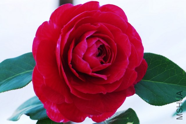 DSC_0137.JPG