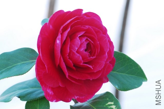 DSC_0138.JPG