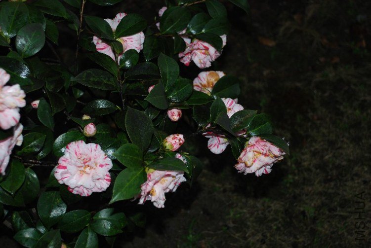 DSC_0462.JPG