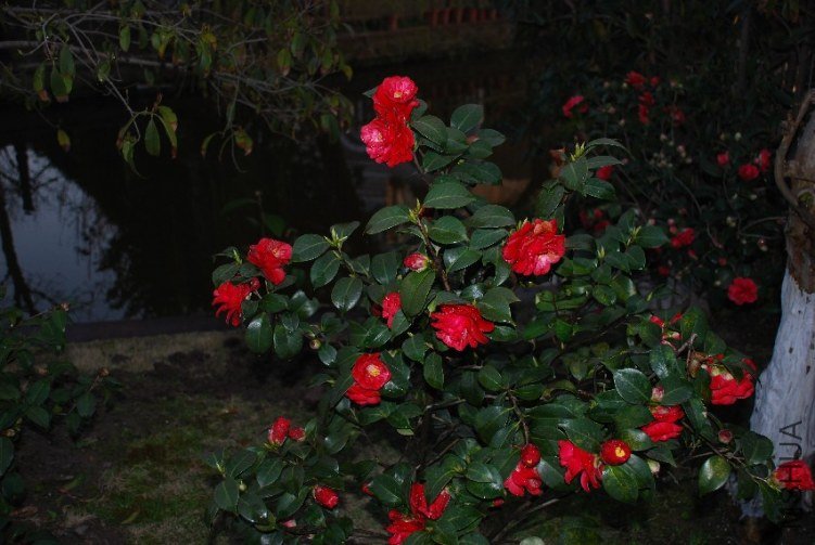 DSC_0469.JPG