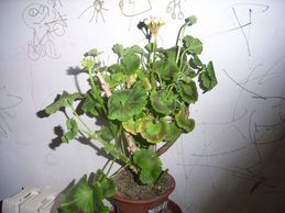 R0011862.JPG