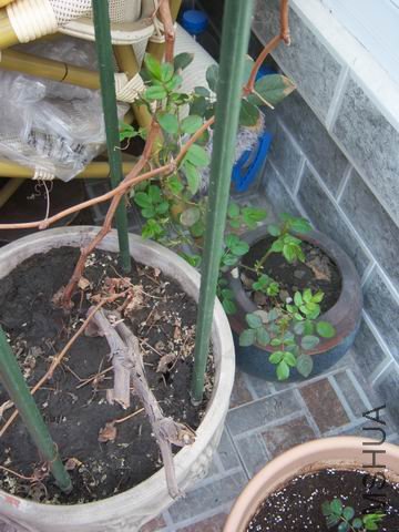 ������С 100_2579.JPG