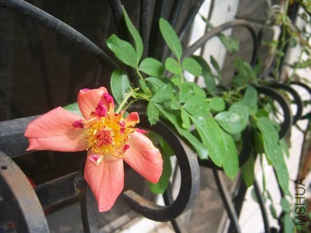 ������С 100_9956.JPG