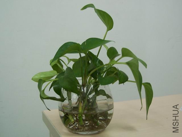 ������С 100_4531.JPG