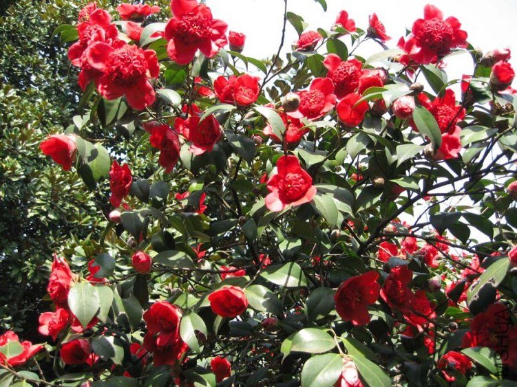 ������֦ 2012-3-27ca 056.jpg
