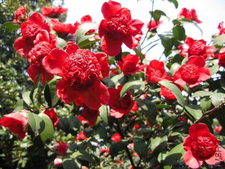 ������֦ 2012-3-27ca 055.jpg