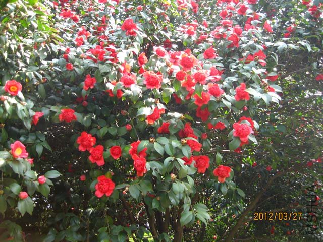 ������֦ 2012-3-27ca 040.jpg
