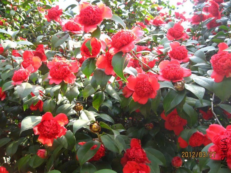 ������֦ 2012-3-27ca 039.jpg