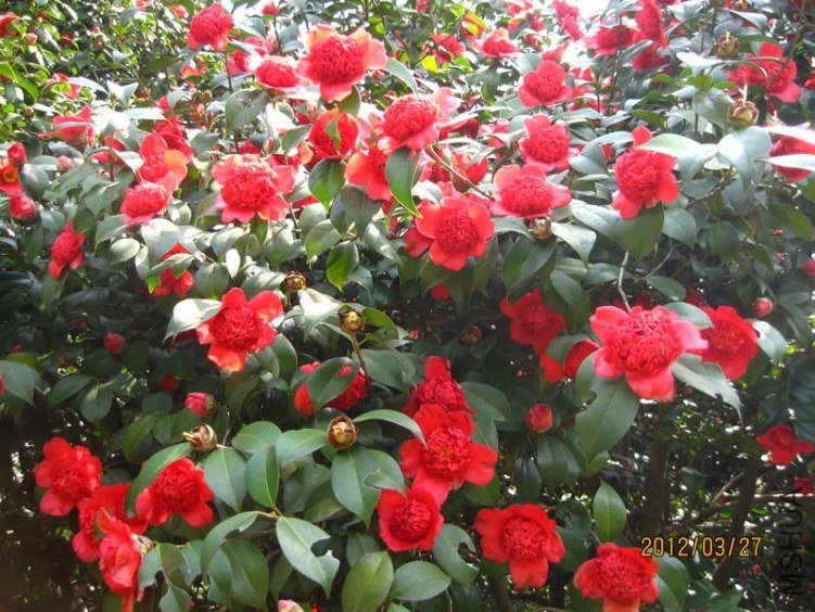 ������֦ 2012-3-27ca 038.jpg