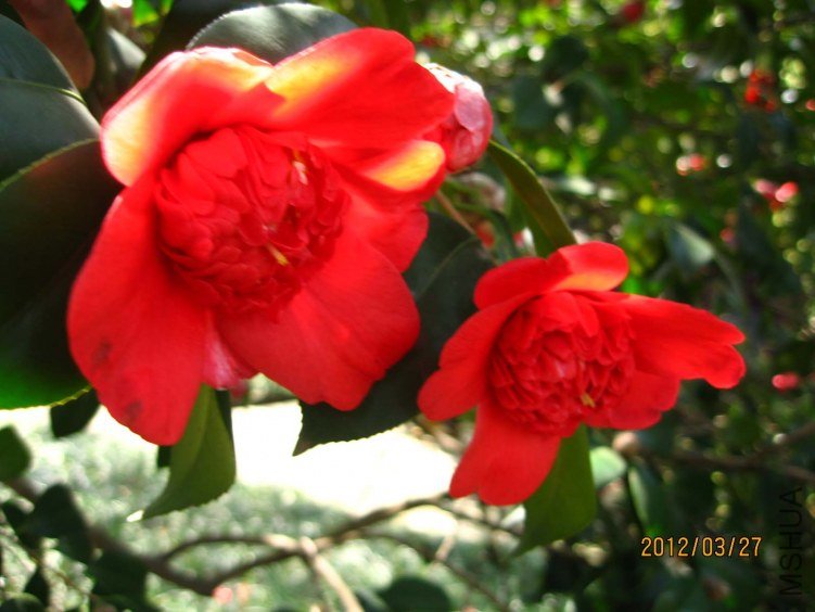 ������֦ 2012-3-27ca 036.jpg