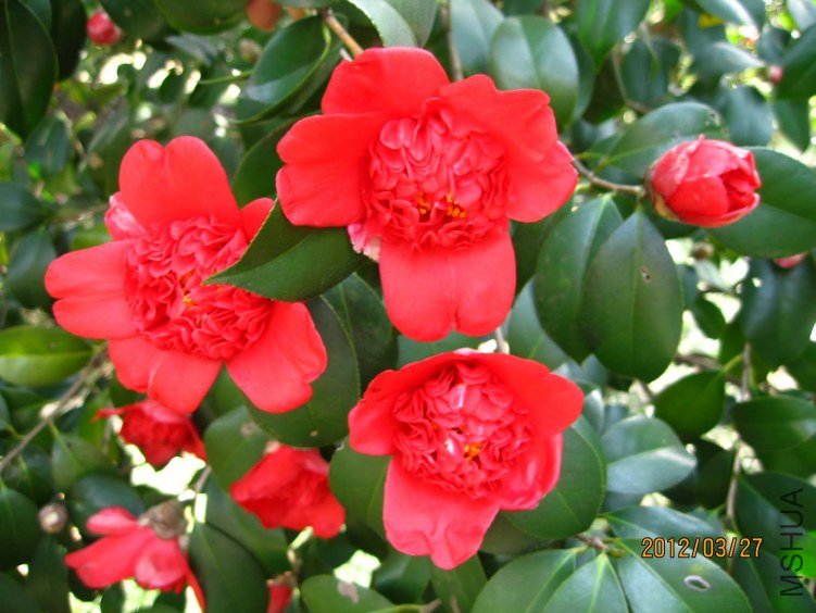 ������֦ 2012-3-27ca 031.jpg
