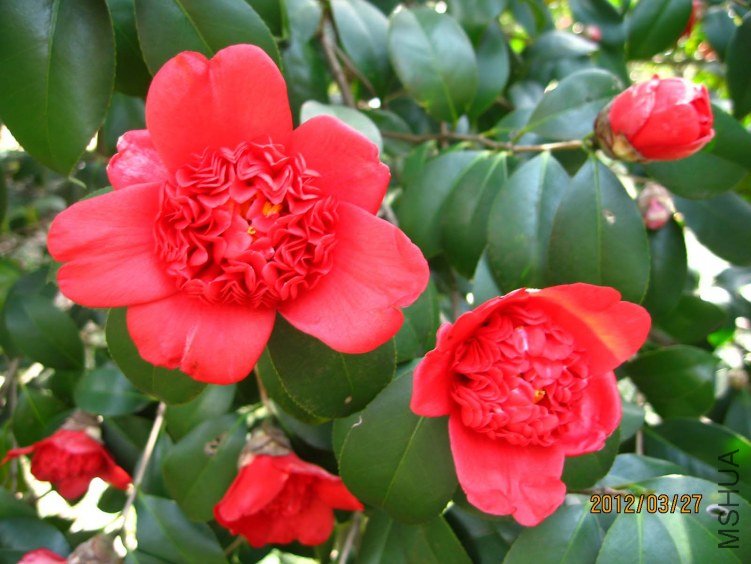 ������֦ 2012-3-27ca 030.jpg
