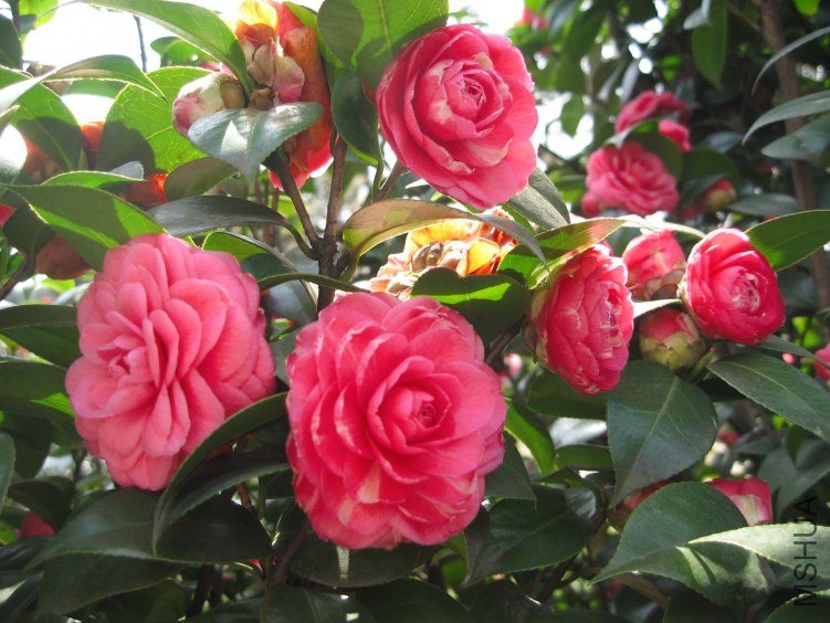 ʮ��ѧʿ 2012-3-27ca 099.jpg