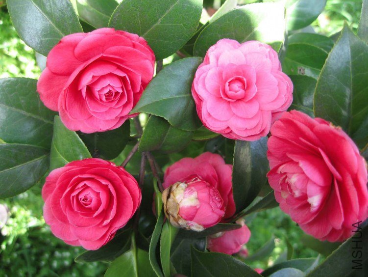 ʮ��ѧʿ 2012-3-27ca 098.jpg