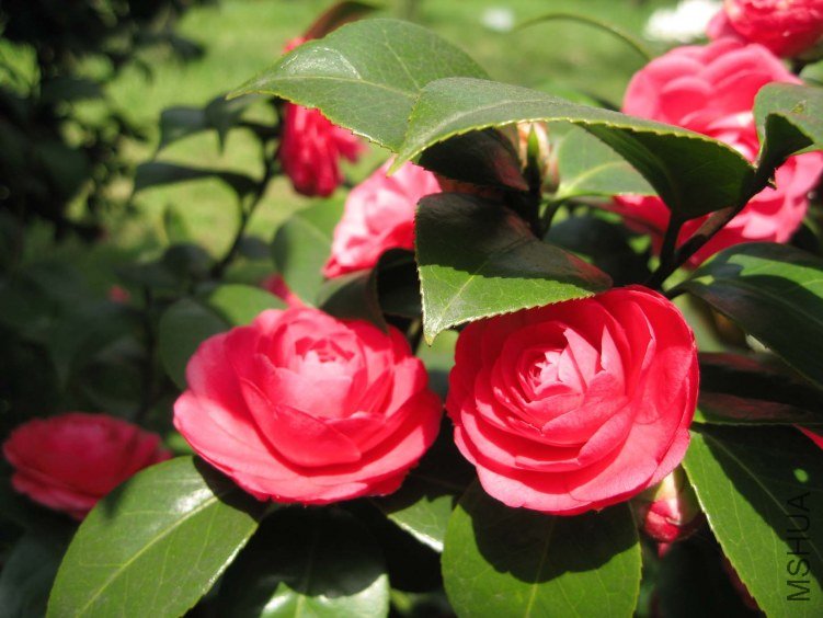 ʮ��ѧʿ 2012-3-27ca 097.jpg