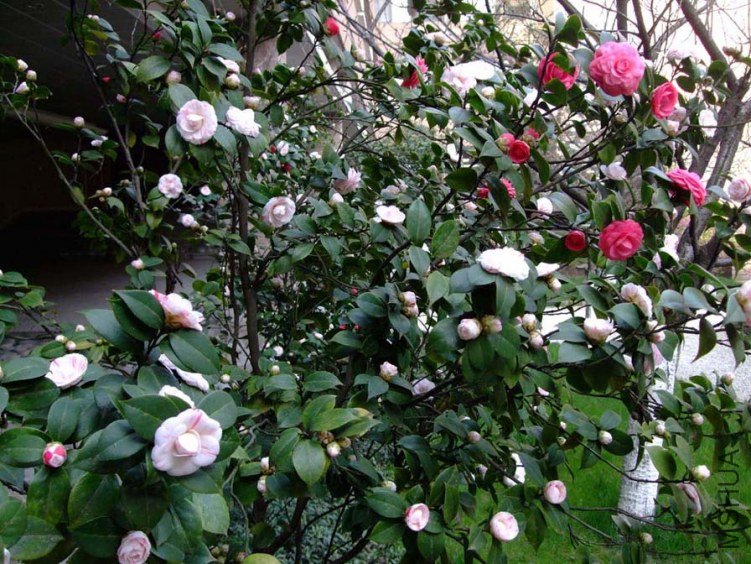 ʮ��ѧʿ 2012-3-27fc 002.jpg