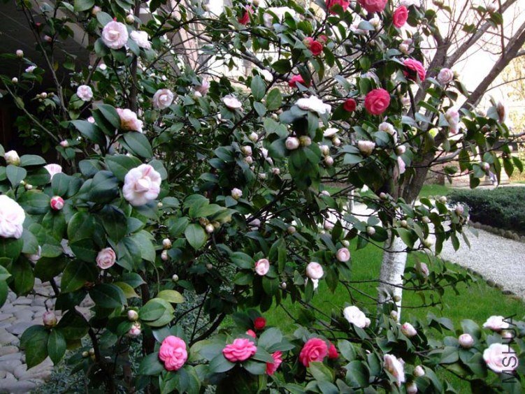 ʮ��ѧʿ 2012-3-27fc 003.jpg