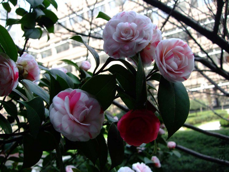 ʮ��ѧʿ 2012-3-27fc 015.jpg