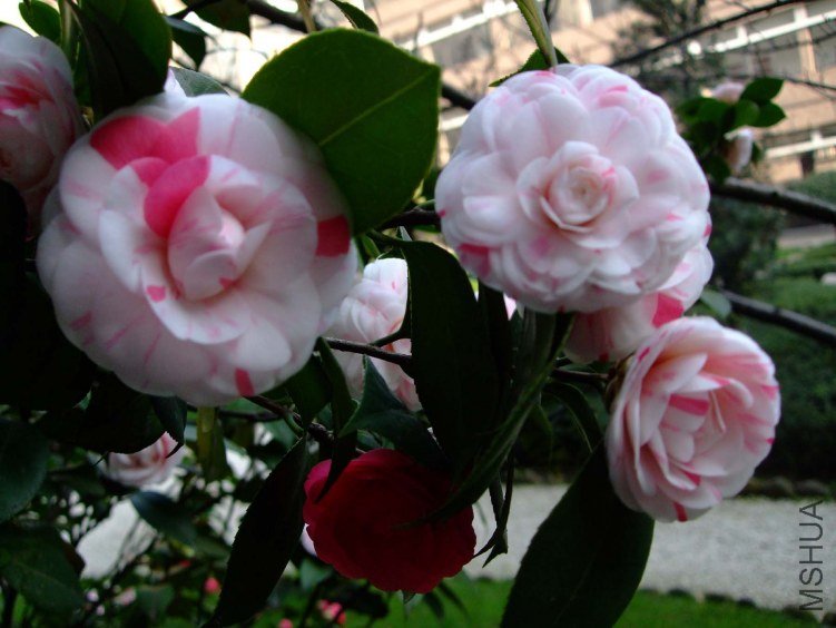 ʮ��ѧʿ 2012-3-27fc 006.jpg