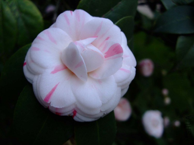 ʮ��ѧʿ 2012-3-27fc 001.jpg