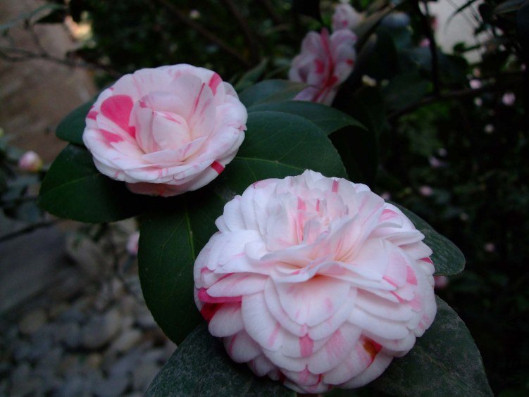 ʮ��ѧʿ 2012-3-27fc 007.jpg