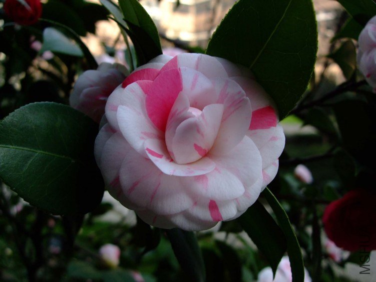 ʮ��ѧʿ 2012-3-27fc 008.jpg