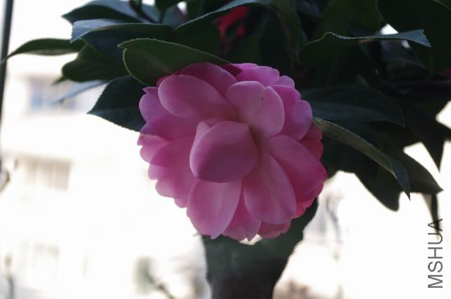 ������С IMGP0179.JPG