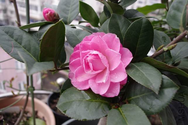 ������С IMGP0126.JPG