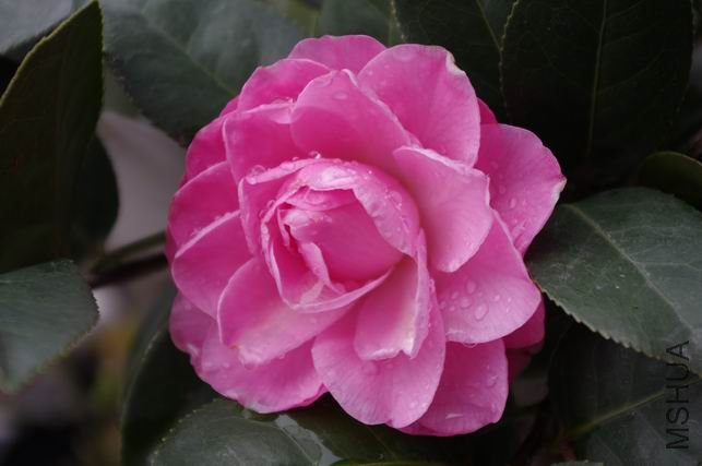 ������С IMGP0127.JPG