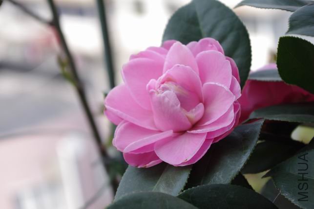 ������С IMGP0222.JPG