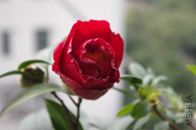 ������С IMGP0145.JPG