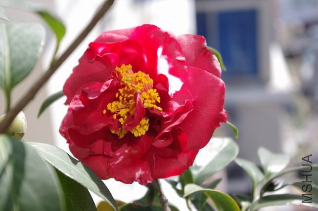 ������С IMGP0155.JPG