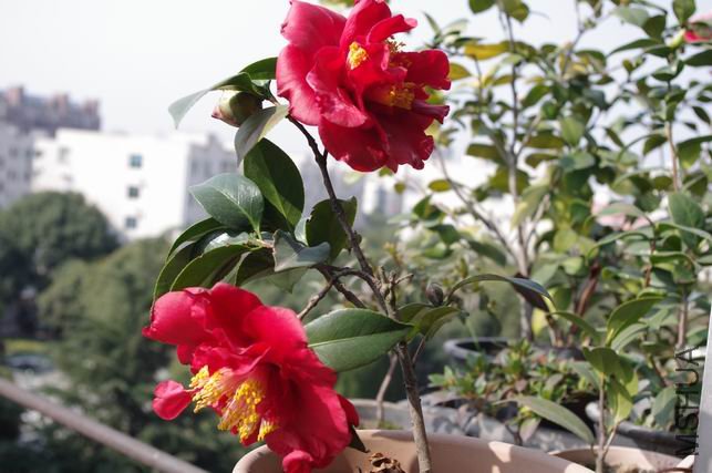 ������С IMGP0187.JPG