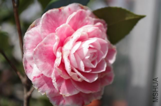 ������С IMGP0168.JPG