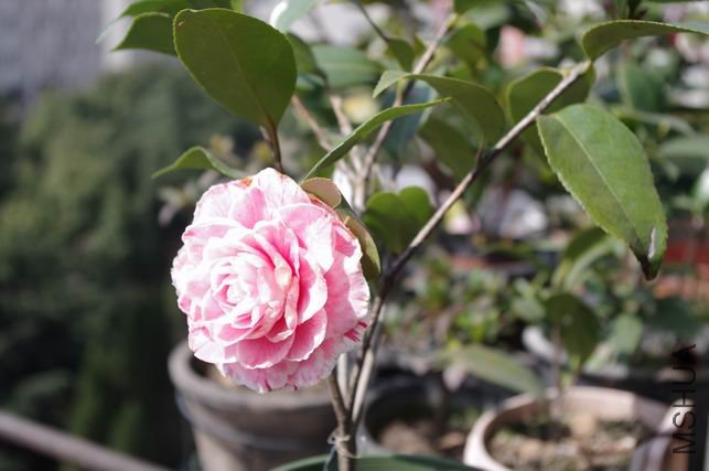 ������С IMGP0170.JPG