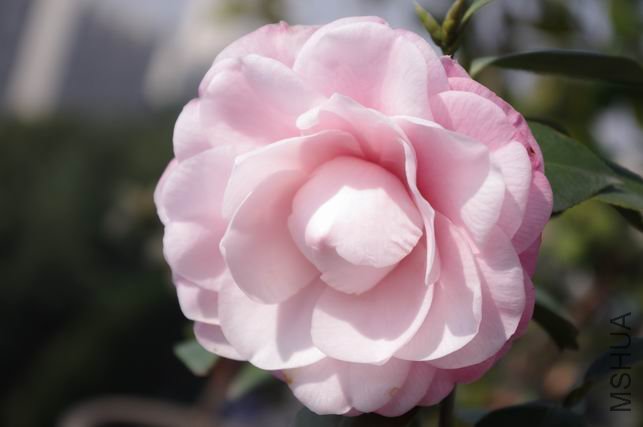 ������С IMGP0184.JPG