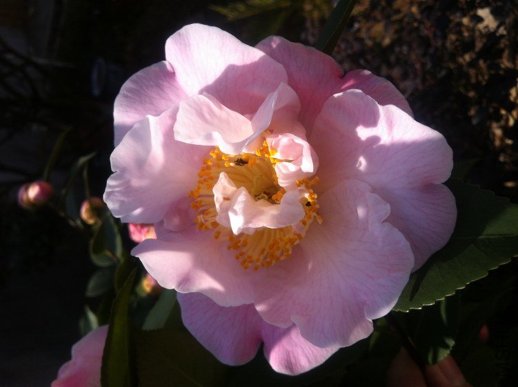 20120327 ��軨076.jpg