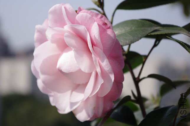 ������С IMGP0186.JPG