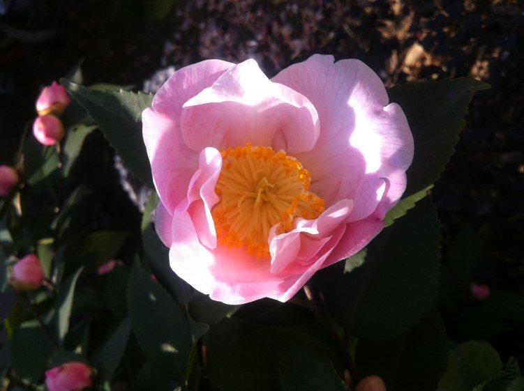 20120327 ��軨077.jpg