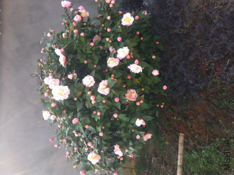 20120327 ��軨080.jpg