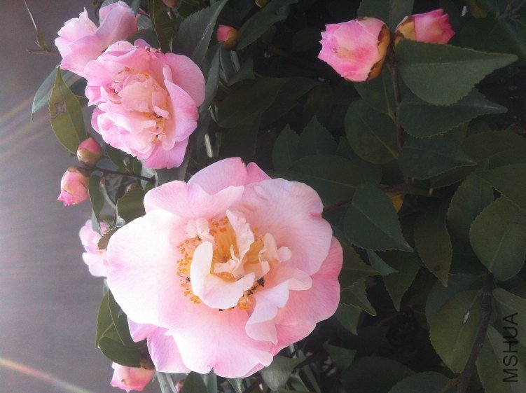 20120327 ��軨085.jpg