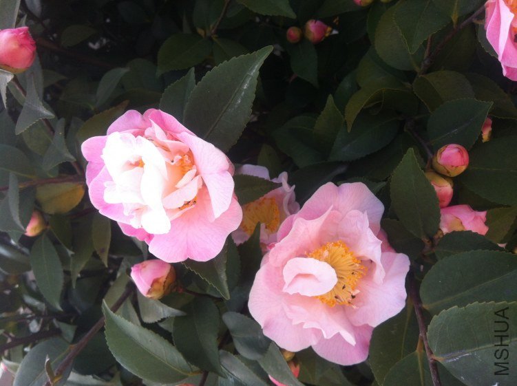 20120327 ��軨086.jpg