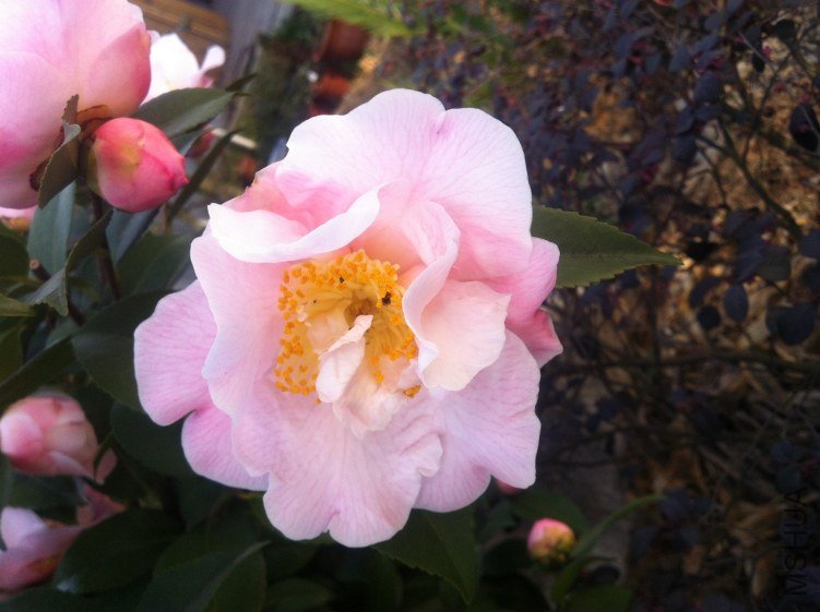 20120327 ��軨087.jpg