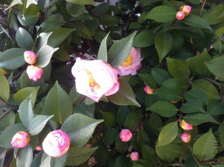 20120327 ��軨089.jpg