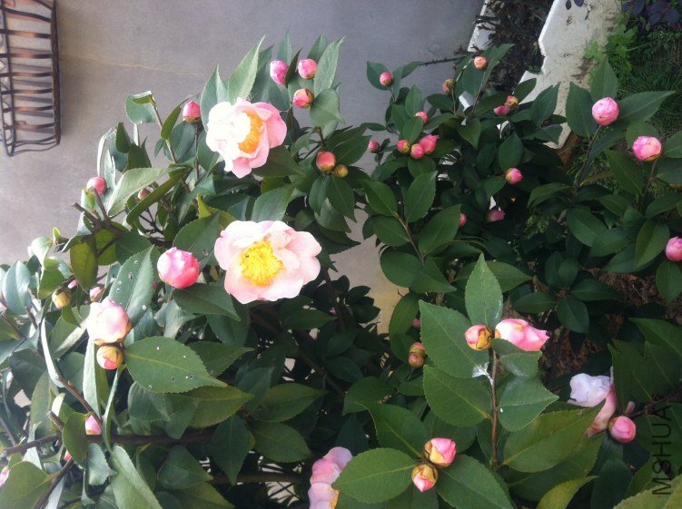 20120327 ��軨091.jpg