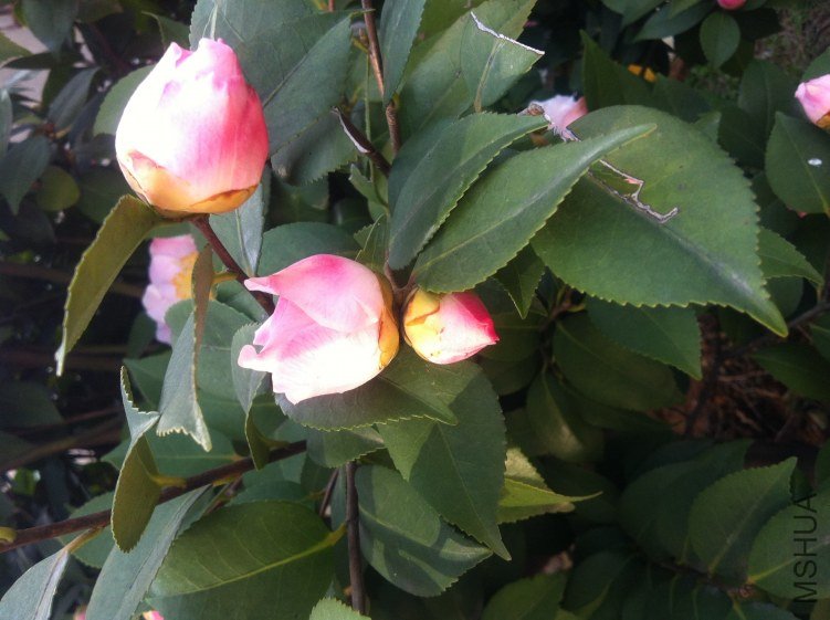 20120327 ��軨092.jpg