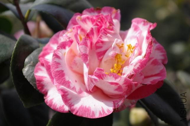 ������С IMGP0204.JPG