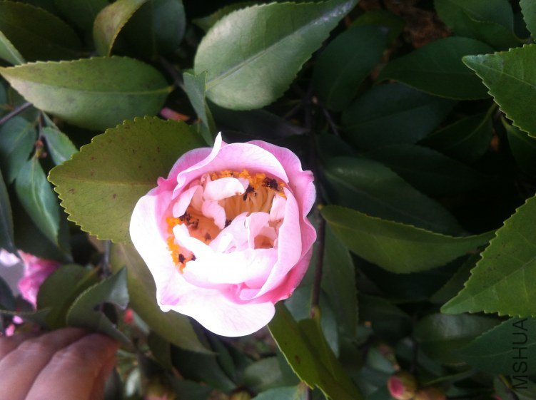 20120327 ��軨095.jpg