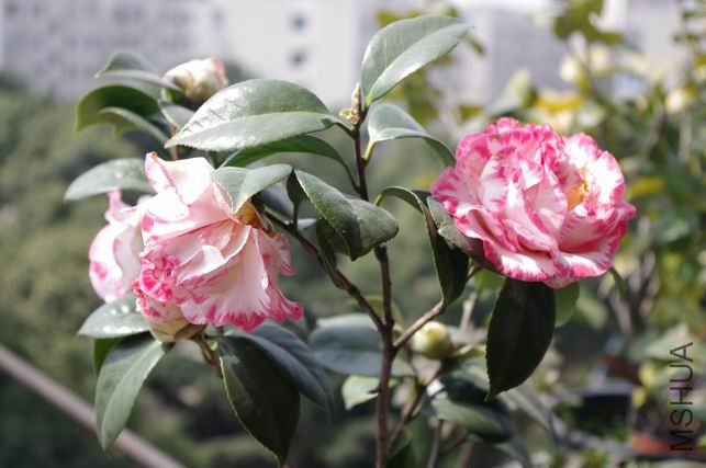 ������С IMGP0206.JPG