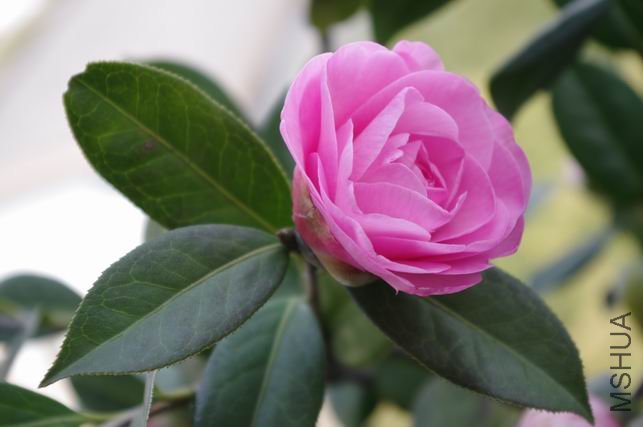 ������С IMGP0228.JPG